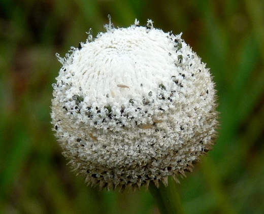 {Eriocaulon decangulare}
